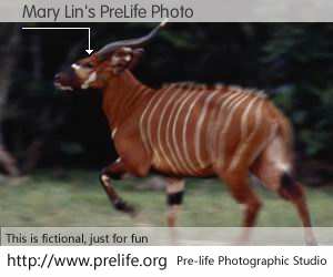Mary Lin's PreLife Photo