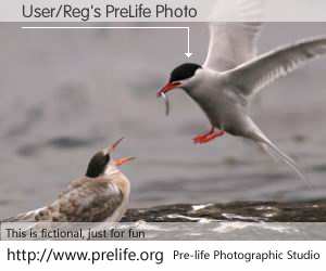 User/Reg's PreLife Photo