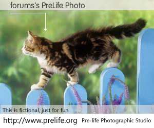 forums's PreLife Photo