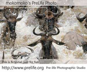 mokomoko's PreLife Photo