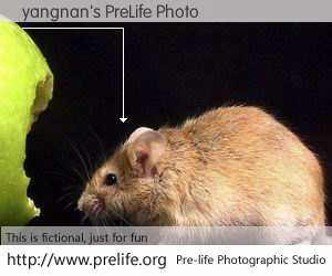 yangnan's PreLife Photo