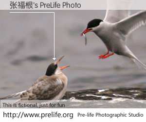 张福根's PreLife Photo
