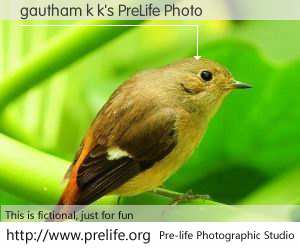 gautham k k's PreLife Photo