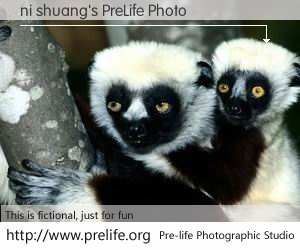 ni shuang's PreLife Photo
