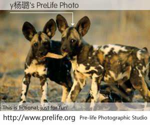 y杨璐's PreLife Photo