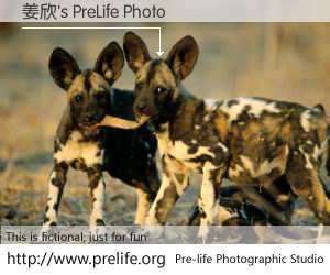 姜欣's PreLife Photo
