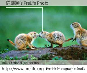 陈晓颖's PreLife Photo