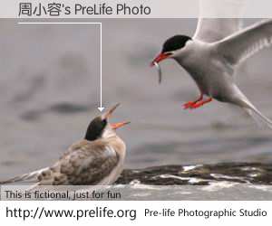 周小容's PreLife Photo