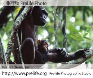 张甲's PreLife Photo