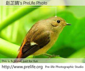 赵芷晴's PreLife Photo