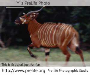 鑽夋Υ's PreLife Photo