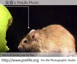吴嘉's PreLife Photo