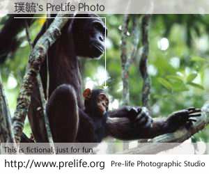 璞毓's PreLife Photo