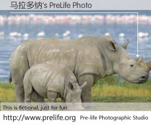 马拉多纳's PreLife Photo