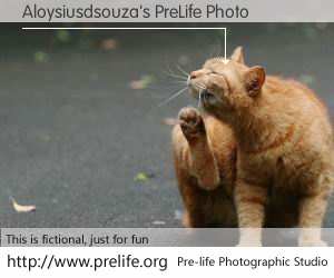 Aloysiusdsouza's PreLife Photo