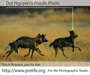 Dat Nguyen's PreLife Photo