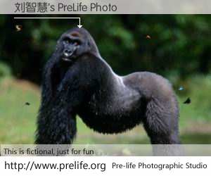 刘智慧's PreLife Photo