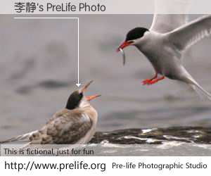 李静's PreLife Photo