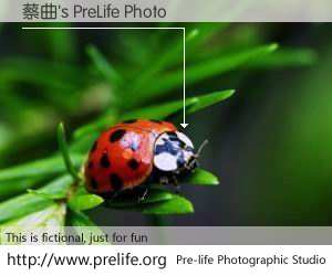 蔡曲's PreLife Photo