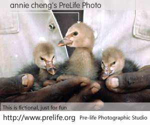 annie cheng's PreLife Photo
