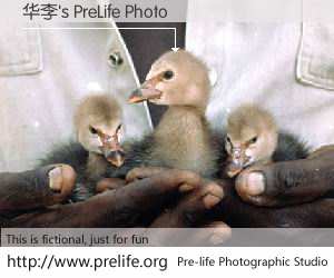 华李's PreLife Photo