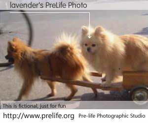 lavender's PreLife Photo