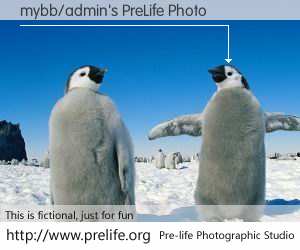 mybb/admin's PreLife Photo