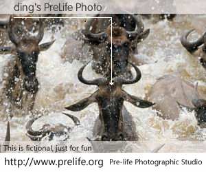 ding's PreLife Photo