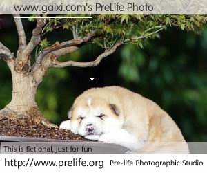 www.gaixi.com's PreLife Photo