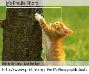 jy's PreLife Photo