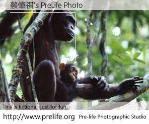蔡肇祺's PreLife Photo