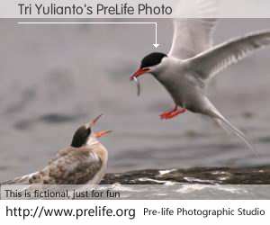 Tri Yulianto's PreLife Photo