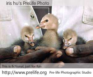iris hu's PreLife Photo