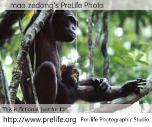 mao zedong's PreLife Photo