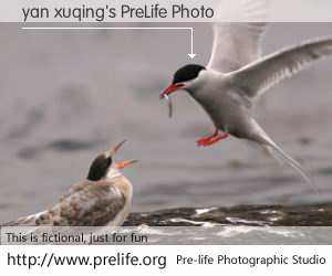 yan xuqing's PreLife Photo