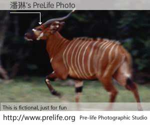 潘琳's PreLife Photo