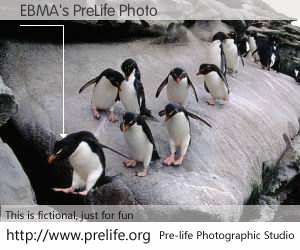 EBMA's PreLife Photo