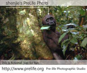 shenjie's PreLife Photo