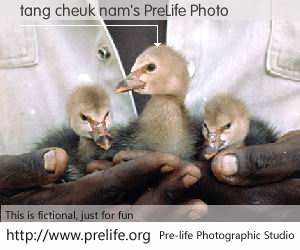tang cheuk nam's PreLife Photo