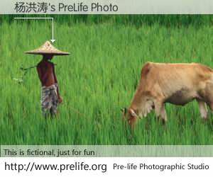 杨洪涛's PreLife Photo