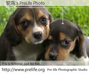 鸵鸟's PreLife Photo