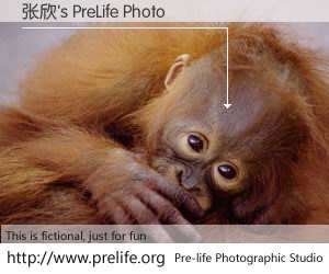 张欣's PreLife Photo