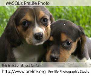 MySQL's PreLife Photo