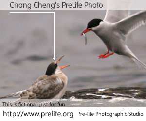 Chang Cheng's PreLife Photo