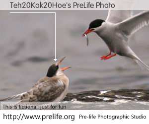 Teh20Kok20Hoe's PreLife Photo