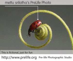 mettu srilatha's PreLife Photo