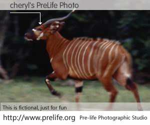 cheryl's PreLife Photo