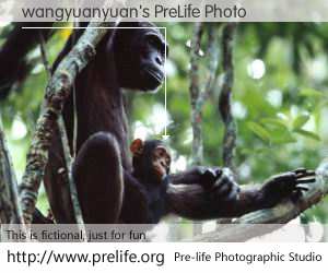 wangyuanyuan's PreLife Photo