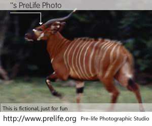 ''s PreLife Photo