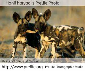 Hanif haryadi's PreLife Photo